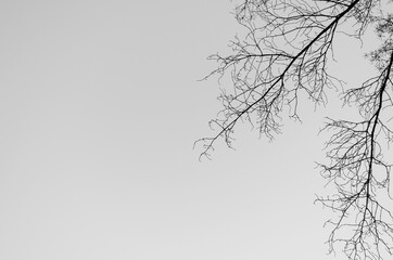 Natural color silhouette of a leafless tree against an overcast sky. Black curved branches. Monochrome.