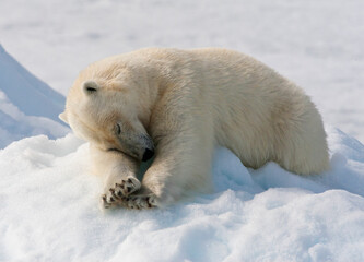 IJsbeer, Spitsbergen; Polar Bear, Svalbard