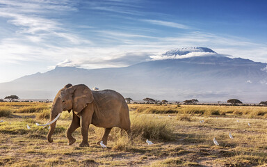 Elpephant and cattle egrets infront of Mount Kilimanjaro, Amboseli National Park