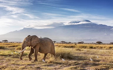 Papier Peint photo autocollant Kilimandjaro Elpephant et aigrettes garde-boeuf devant le mont Kilimandjaro, parc national d& 39 Amboseli