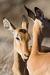 Impala, Impala, Aepyceros melampus