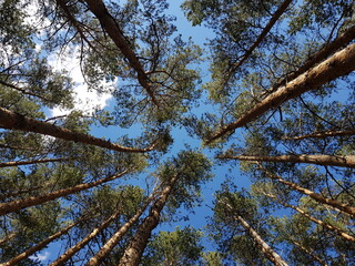 The trunks of the pines stretch towards the blue sky