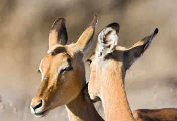 Impala, Impala, Aepyceros melampus