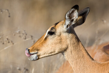 Impala, Impala, Aepyceros melampus