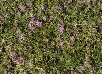 Thyme creeping Thymus praecox, dried for tea
