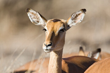 Impala, Impala, Aepyceros melampus