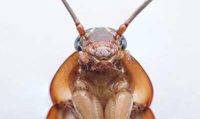 Close-up cockroach, straight face 