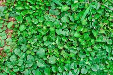 Green Vines Leaves Beutiful Background Creating a pattern Design.