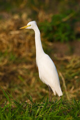 Middelste Zilverreiger, Intermediate Egret, Egretta intermedia