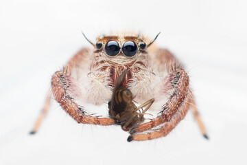 Baby Hyllus diardi eating prey