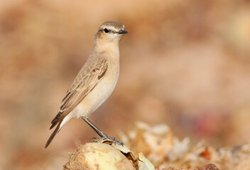 Izabeltapuit, Isabelline Wheatear, Oenanthe isabelline