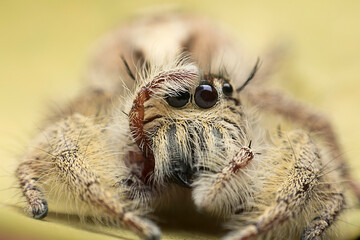 Close up photo of Hyllus diardi, straight face shot