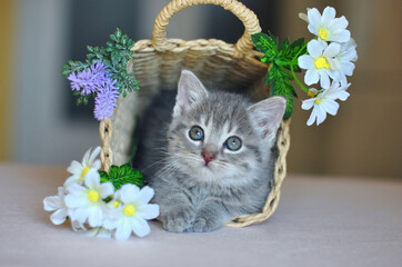 Cute little gray kitten sitting in a wicker basket