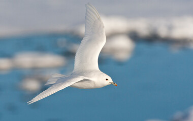 Ivoormeeuw, Ivory Gull, Pagophila eburnea