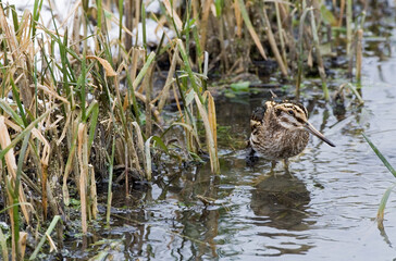 Jack Snipe, Bokje, Lymnocryptes minimus