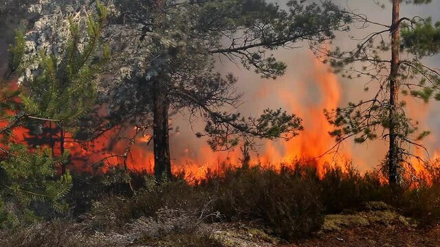 A fire burns trees in a wild forest. Damage to wild nature and animals by burning the woodland.