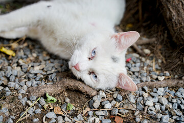 White cat lying resting on the side of the street