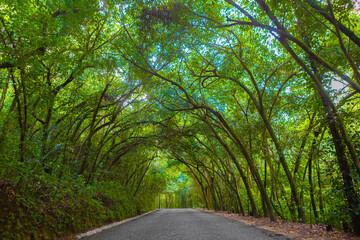 Strada forestale in un parco del brasile © Yuri