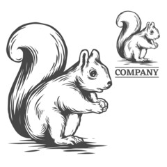 squirrel illustration in hand drawn style, vector file color is easy to edit, can use for logo too