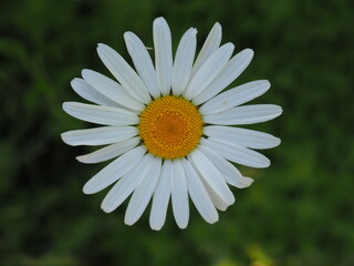 Obraz premium the head of a daisy close up 