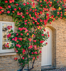 Beautiful climbing roses on the side of a Cotswolds cottage