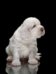 sweet newborn puppy. one month Clumber spaniel dog on black