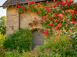 Beautiful climbing roses on the side of a Cotswolds cottage