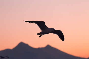 gabbiano in volo, sullo sfondo le montagne della sicilia.