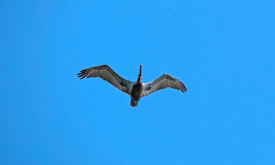 Brown Pelican in flight