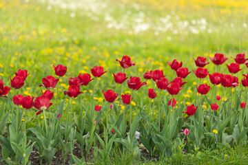 A group of red tulips on a flowerbed in the park recreation area. Place for the inscription, copyspace