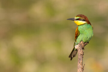 The European bee-eater sits on a branch