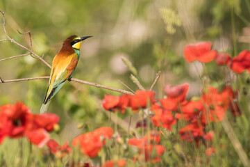 The European bee-eater sits on a branch