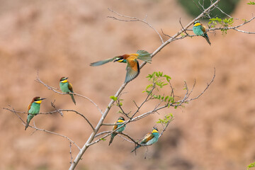 The European bee-eater sits on a branch