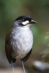 Jocotocomierpitta, Jocotoco Antpitta, Grallaria ridgelyi