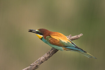 The European bee-eater sits on a branch