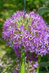 Zierzwiebel (Allium nigrum)