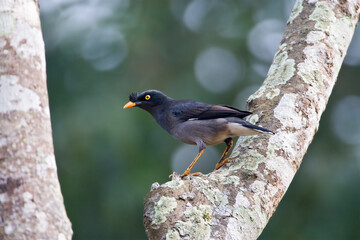 Fototapeta premium Junglemaina, Jungle Myna, Acridotheres fuscus