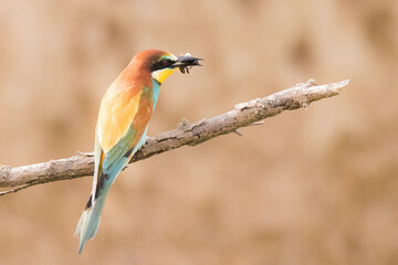 The European bee-eater sits on a branch