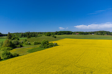 Blühendes Rapsfeld, Bayern, Deutschland