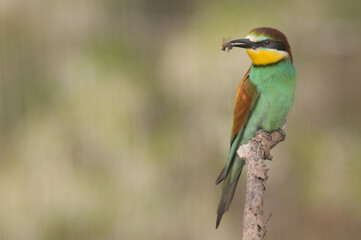 The European bee-eater sits on a branch
