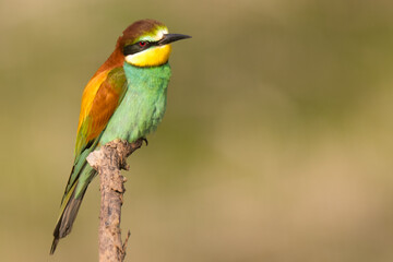 The European bee-eater sits on a branch