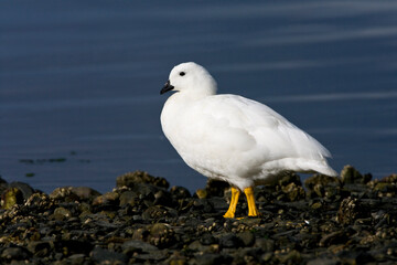 Kelp Goose, Kelpgans, Chloephaga hybrida