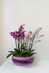 Hotel style arrangement of mix purple pink multiflora orchids in purple round ceramic vase on the white background.