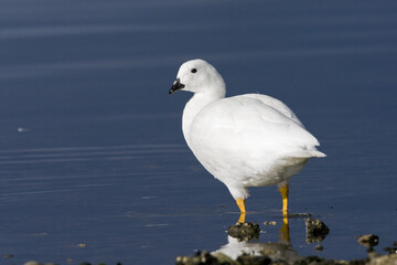 Kelp Goose, Kelpgans, Chloephaga hybrida