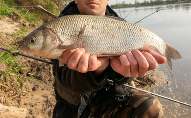 ide fish caught by the river © SebbPL