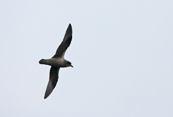 Kerguelenstormvogel, Kerguelen Petrel, Aphrodroma brevirostris