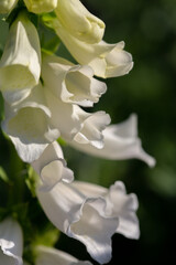 Close  up of white foxglove flowers © Larkspur