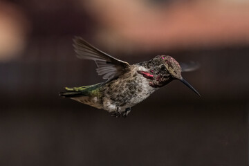 Fototapeta na wymiar Anna's Hummingbird (Calypte Anna) in Flight in Fine Detail