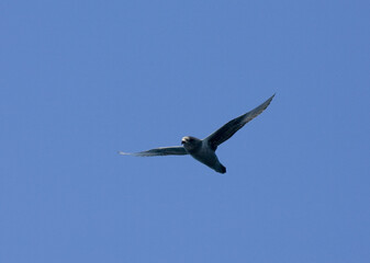 Kerguelen Petrel, Kerguelenstormvogel, Aphrodroma brevirostris