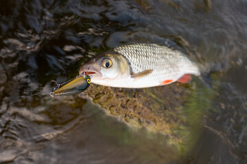 ide fish caught by the river - obrazy, fototapety, plakaty